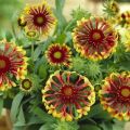 Description des variétés vivaces de Gaillardia, plantation et entretien, méthodes de sélection