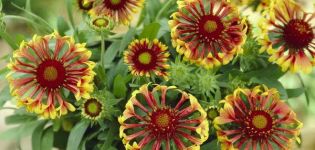 Descripción de variedades perennes de Gaillardia, plantación y cuidado, métodos de reproducción.