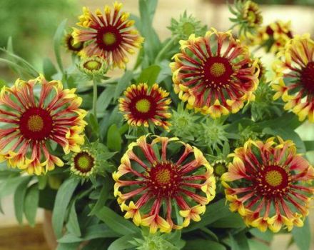 Description of perennial Gaillardia varieties, planting and care, breeding methods