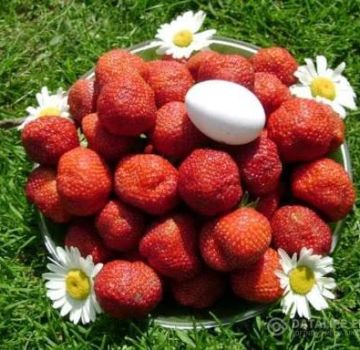 Planter, cultiver et entretenir des fraises en plein champ en Sibérie et les meilleures variétés