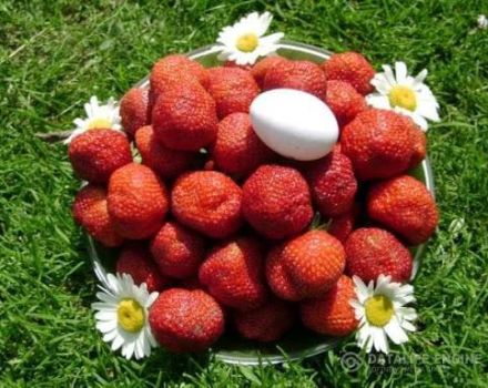 Planting, growing and caring for strawberries in the open field in Siberia and the best varieties