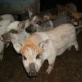 Description and characteristics of the karmaly pig breed, rearing and breeding