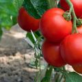 The best varieties of cluster tomatoes for greenhouses and open ground