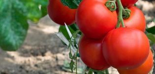 The best varieties of cluster tomatoes for greenhouses and open ground