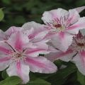 Description and subtleties of growing clematis varieties Pink Fantasy