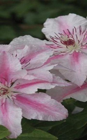 Penerangan dan kehalusan varietas clematis yang tumbuh Pink Fantasy