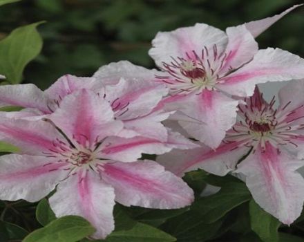 Description and subtleties of growing clematis varieties Pink Fantasy