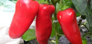 Characteristics and description of the variety of pepper Volovye ear