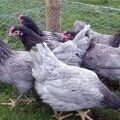 Description and rules for keeping chickens of the Aurora breed