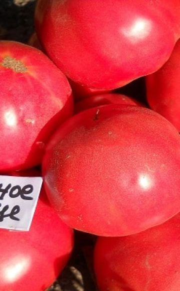 Description de la variété de tomate Lionheart, ses caractéristiques et sa productivité