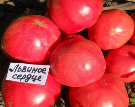 Description de la variété de tomate Lionheart, ses caractéristiques et sa productivité