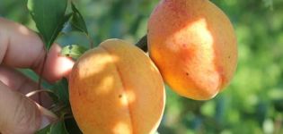 Characteristics of the Crimean Amur apricot variety and a description of the advantages and disadvantages of the tree