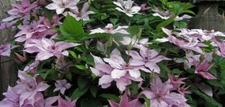 Descripción y características del híbrido Clematis Hegley, grupo de plantación y poda.