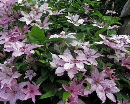 Popis a charakteristika skupiny Clematis Hegley hybrid, výsadba a prořezávání