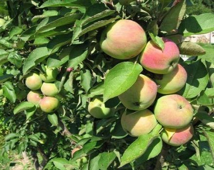 Description of the variety of dwarf apple trees Snowdrop, yield characteristics and growing regions