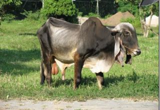 Beschreibung und Eigenschaften des Zebu-Tieres, Lebensraum und Inhalt der Rasse