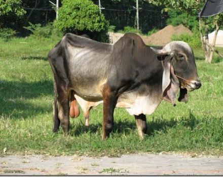 Description and characteristics of the zebu animal, habitat and content of the breed