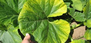 Causes, types et traitement de la chlorose des feuilles de concombre