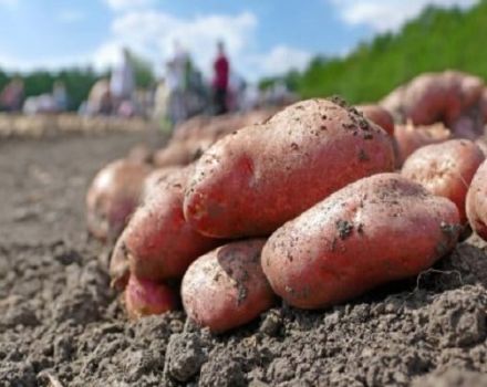 Description de la variété de pomme de terre Lyubava, caractéristiques de culture et d'entretien