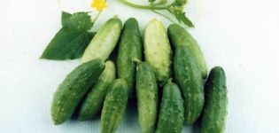 Ang pinakamagandang uri ng mga pipino para sa hilagang-kanluran: maaga ang Altai, Miranda, Cascade, Restina at Altai