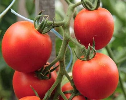 Description de la variété de tomate Ivanhoe et de ses caractéristiques