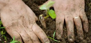 Règles de plantation, de culture et d'entretien du raisin dans l'Oural en été pour les débutants