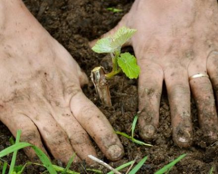 Reglas para plantar, cultivar y cuidar las uvas en los Urales en verano para principiantes.