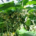 The best varieties of bunch cucumbers for open ground and greenhouses, and their cultivation