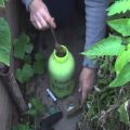 What to do if someone eats cucumber seedlings in a greenhouse, how to protect