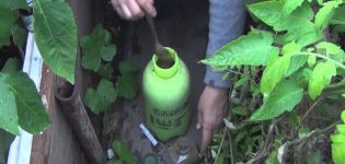 What to do if someone eats cucumber seedlings in a greenhouse, how to protect