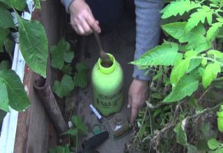 What to do if someone eats cucumber seedlings in a greenhouse, how to protect