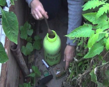 Que faire si quelqu'un mange des plants de concombre dans une serre, comment les protéger