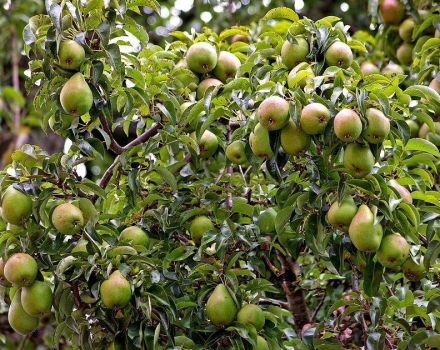 Description et caractéristiques de la variété de poire Memory Zhegalova, plantation et entretien