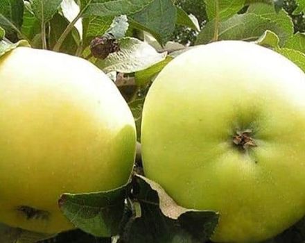 Description and characteristics of the Kastel apple variety, harvesting and storage, varieties