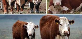 Description and characteristics of Hereford cattle, keeping and breeding