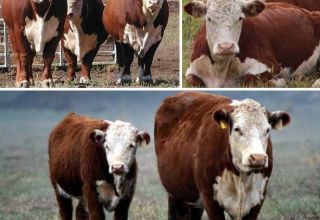 Requirements and conditions for breeding and keeping cattle