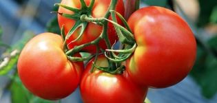 Les meilleures variétés de tomates de sélection Kirov pour les serres et les grands espaces