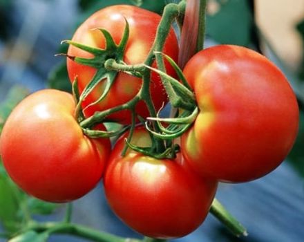 Las mejores variedades de tomates de selección Kirov para invernaderos y campo abierto.