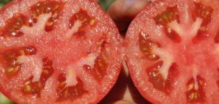 Descrição da variedade de tomate Supernova e suas características