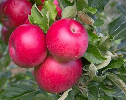 Beschrijving en kenmerken van de kerstappelboom, plant- en verzorgingsregels