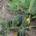 Prevention and treatment of fusarium and verticillary wilting of cucumbers