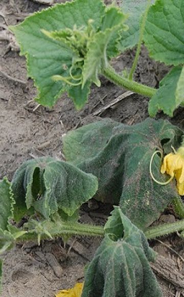 Prevención y tratamiento de fusarium y marchitez verticilar de pepinos.