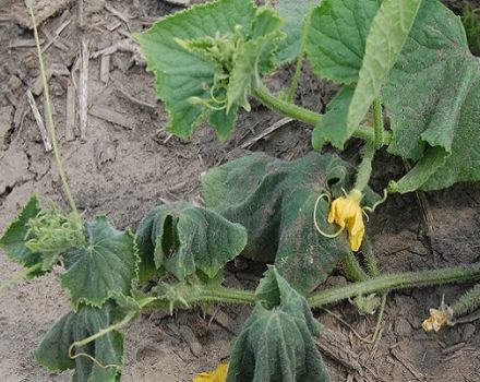 Prevención y tratamiento de fusarium y marchitez verticilar de pepinos.