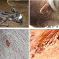 Symptoms of lice in cattle and what the parasites look like, what to do for treatment