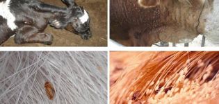 Symptoms of lice in cattle and what the parasites look like, what to do for treatment