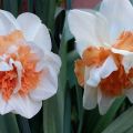 Description and features of the Narcissus Delnasho variety, planting rules and plant care