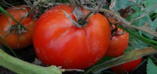 Ciri dan keterangan mengenai varieti tomato Canopus, hasil