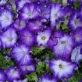 Características y descripción de las petunias Sophistika, plantación y cuidado.