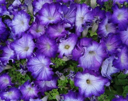 Características y descripción de las petunias Sophistika, plantación y cuidado.