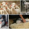 When and how to shear sheep, step by step instructions and what to use